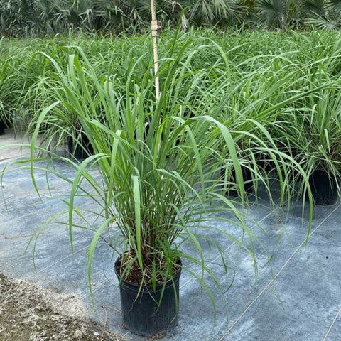 Lemon Grass (Cymbopogon) - Bird of ParadiseUSA - 3 Gallon