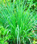 Lemon Grass (Cymbopogon) - Bird of ParadiseUSA - 3 Gallon