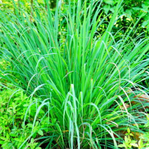 Lemon Grass (Cymbopogon) - Bird of ParadiseUSA - 3 Gallon