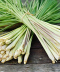 Lemon Grass (Cymbopogon) - Bird of ParadiseUSA - 3 Gallon