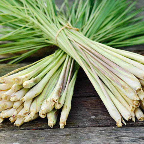 Lemon Grass (Cymbopogon) - Bird of ParadiseUSA - 3 Gallon