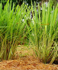 Lemon Grass (Cymbopogon) - Bird of ParadiseUSA - 3 Gallon