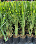 Lemon Grass (Cymbopogon) - Bird of ParadiseUSA - 3 Gallon