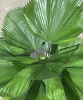 Licuala grandis, Licuala Grandis Palm, Vanuatu Fan Palm - Bird of ParadiseUSA - 7 Gallon