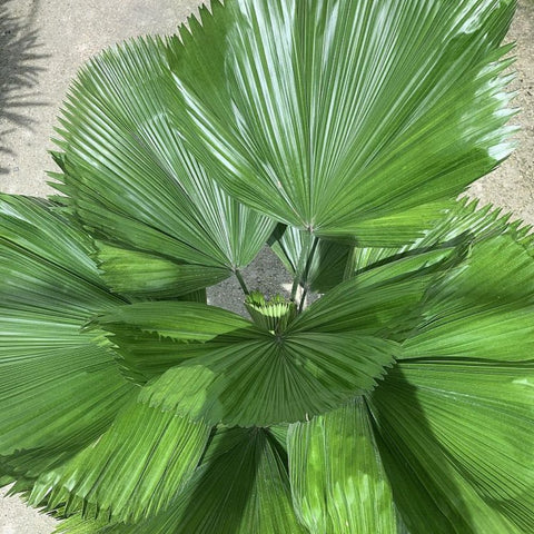 Licuala grandis, Licuala Grandis Palm, Vanuatu Fan Palm - Bird of ParadiseUSA - 7 Gallon