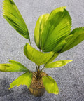 Licuala grandis, Licuala Grandis Palm, Vanuatu Fan Palm - Bird of ParadiseUSA - 7 Gallon