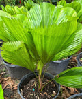 Licuala grandis, Licuala Grandis Palm, Vanuatu Fan Palm - Bird of ParadiseUSA - 7 Gallon