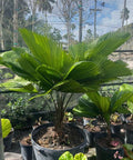 Licuala grandis, Licuala Grandis Palm, Vanuatu Fan Palm - Bird of ParadiseUSA - 7 Gallon