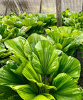 Licuala Grandis Palm, Vanuatu Fan Palm - Bird of ParadiseUSA - 1-2 Feet