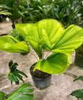 Licuala Grandis Palm, Vanuatu Fan Palm - Bird of ParadiseUSA - 1-2 Feet