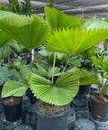Licuala Peltata Elegans Palm Tree, Rare and Exotic - Bird of ParadiseUSA - 3 Gallon