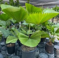 Licuala Peltata Elegans Palm Tree, Rare and Exotic - Bird of ParadiseUSA - 3 Gallon