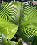 Licuala Peltata Elegans Palm Tree, Rare and Exotic - Bird of ParadiseUSA - 3 Gallon