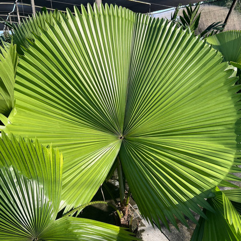 Licuala Peltata Elegans Palm Tree, Rare and Exotic - Bird of ParadiseUSA - 3 Gallon
