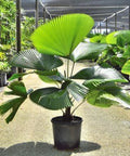 Licuala Peltata Elegans Palm Tree, Rare and Exotic - Bird of ParadiseUSA - 3 Gallon