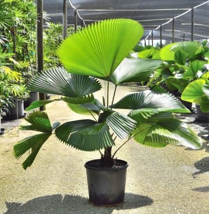 Licuala Peltata Elegans Palm Tree, Rare and Exotic - Bird of ParadiseUSA - 3 Gallon