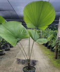 Licuala Peltata Elegans Palm Tree, Rare and Exotic - Bird of ParadiseUSA - 3 Gallon