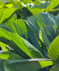 Licuala Peltata Elegans Palm Tree, Rare and Exotic - Bird of ParadiseUSA - 3 Gallon