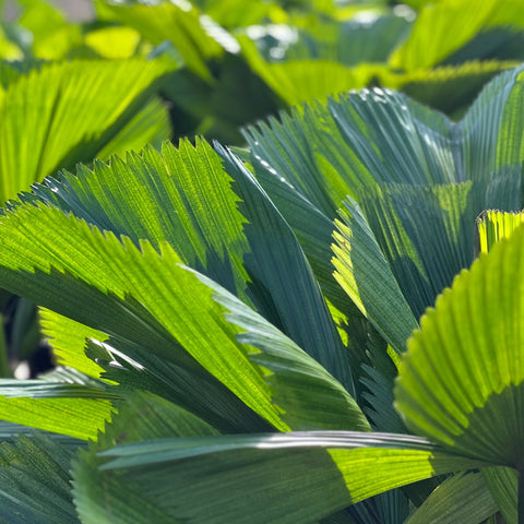 Licuala Peltata Elegans Palm Tree, Rare and Exotic - Bird of ParadiseUSA - 3 Gallon
