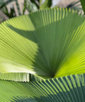 Licuala Peltata Elegans Palm Tree, Rare and Exotic - Bird of ParadiseUSA - 3 Gallon