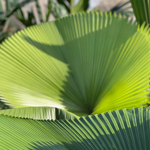 Licuala Peltata Elegans Palm Tree, Rare and Exotic - Bird of ParadiseUSA - 3 Gallon