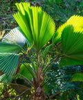 Licuala Peltata Elegans Palm Tree, Rare and Exotic - Bird of ParadiseUSA - 3 Gallon