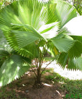 Licuala Peltata Elegans Palm Tree, Rare and Exotic - Bird of ParadiseUSA - 3 Gallon