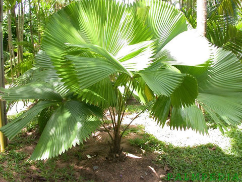 Licuala Peltata Elegans Palm Tree, Rare and Exotic - Bird of ParadiseUSA - 3 Gallon