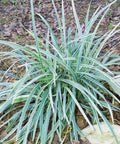 Liriope Aztec (Liriope muscari 'Aztec') - Bird of ParadiseUSA - Medium