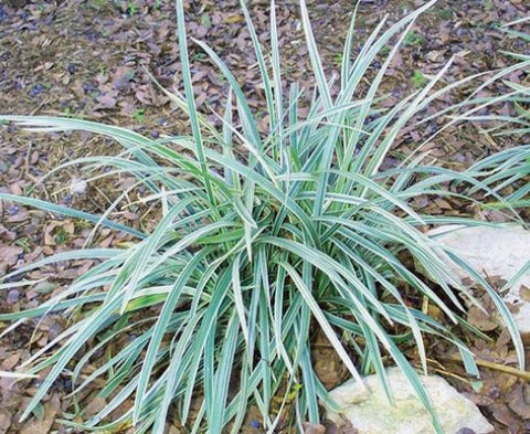 Liriope Aztec (Liriope muscari 'Aztec') - Bird of ParadiseUSA - Medium