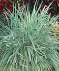 Liriope Aztec (Liriope muscari 'Aztec') - Bird of ParadiseUSA - Medium