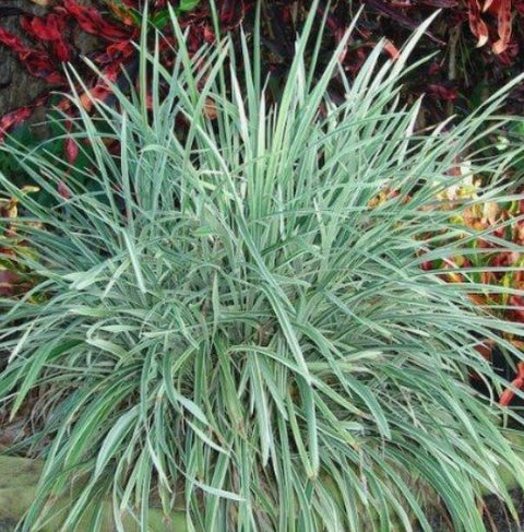 Liriope Aztec (Liriope muscari 'Aztec') - Bird of ParadiseUSA - Medium
