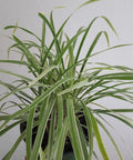 Liriope Aztec (Liriope muscari 'Aztec') - Bird of ParadiseUSA - Medium