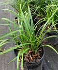 Liriope Green (Liriope muscari 'Evergreen') - Bird of ParadiseUSA - 3 Gallon
