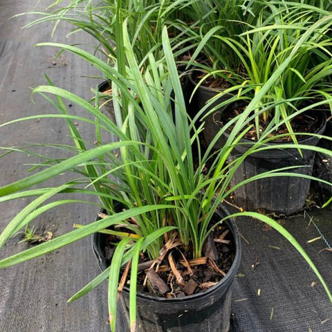 Liriope Green (Liriope muscari 'Evergreen') - Bird of ParadiseUSA - 3 Gallon