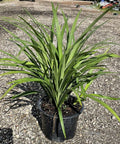 Liriope Green (Liriope muscari 'Evergreen') - Bird of ParadiseUSA - 3 Gallon