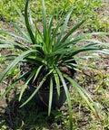Liriope Green (Liriope muscari 'Evergreen') - Bird of ParadiseUSA - 3 Gallon
