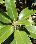 Little Gem Magnolia (Magnolia grandiflora 'Little Gem') - PlantologyUSA - 3 Gallon (2-3')