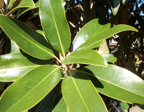 Little Gem Magnolia (Magnolia grandiflora 'Little Gem') - PlantologyUSA - 3 Gallon (2-3')