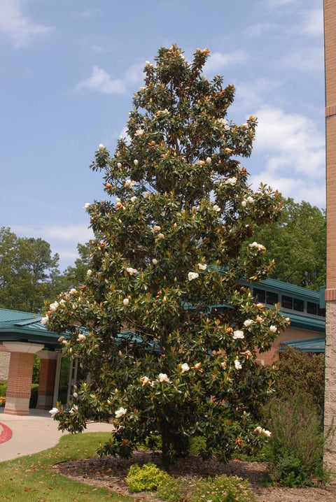 Little Gem Magnolia (Magnolia grandiflora 'Little Gem') - PlantologyUSA - 3 Gallon (2-3')