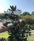 Little Gem Magnolia (Magnolia grandiflora 'Little Gem') - PlantologyUSA - 3 Gallon (2-3')