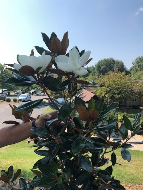 Little Gem Magnolia (Magnolia grandiflora 'Little Gem') - PlantologyUSA - 3 Gallon (2-3')