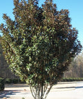 Little Gem Magnolia (Magnolia grandiflora 'Little Gem') - PlantologyUSA - 3 Gallon (2-3')