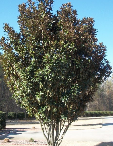 Little Gem Magnolia (Magnolia grandiflora 'Little Gem') - PlantologyUSA - 3 Gallon (2-3')