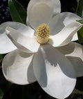 Little Gem Magnolia (Magnolia grandiflora 'Little Gem') - PlantologyUSA - 3 Gallon (2-3')