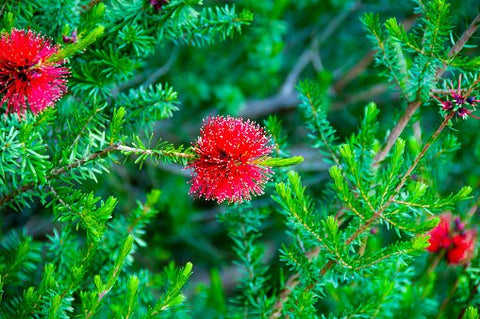 Little John Dwarf Bottlebrush (Callistemon citrinus 'Little John') - Bird of ParadiseUSA - Medium