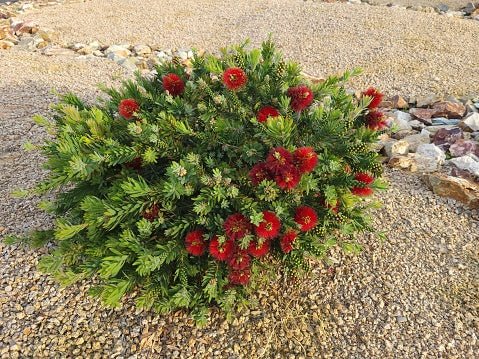 Little John Dwarf Bottlebrush (Callistemon citrinus 'Little John') - Bird of ParadiseUSA - Medium