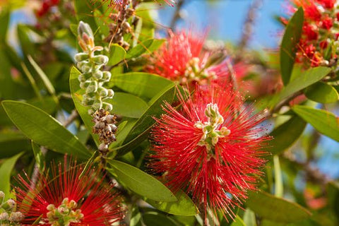 Little John Dwarf Bottlebrush (Callistemon citrinus 'Little John') - Bird of ParadiseUSA - Medium
