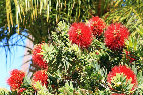 Little John Dwarf Bottlebrush (Callistemon citrinus 'Little John') - Bird of ParadiseUSA - Medium