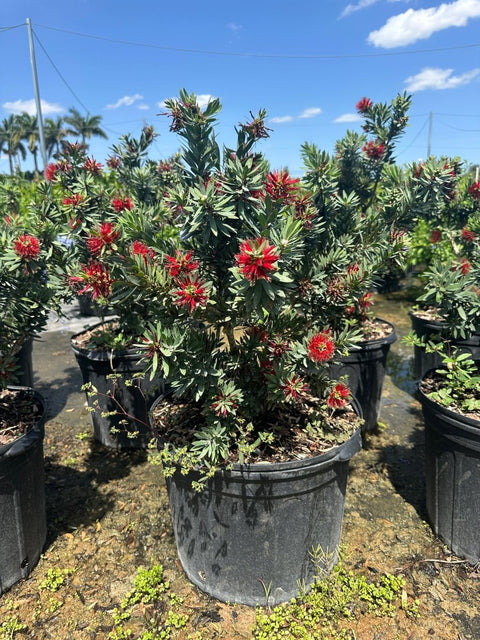 Little John Dwarf Bottlebrush (Callistemon citrinus 'Little John') - Bird of ParadiseUSA - Medium